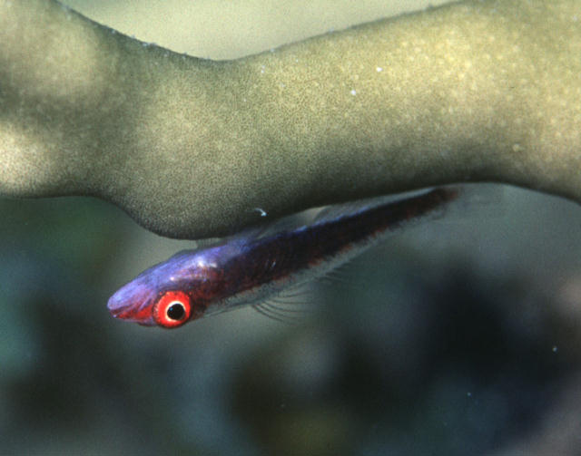 Bryaninops erythrops